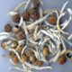 Magic Mushrooms (Psilocybin) Remain a Popular Hallucinogen